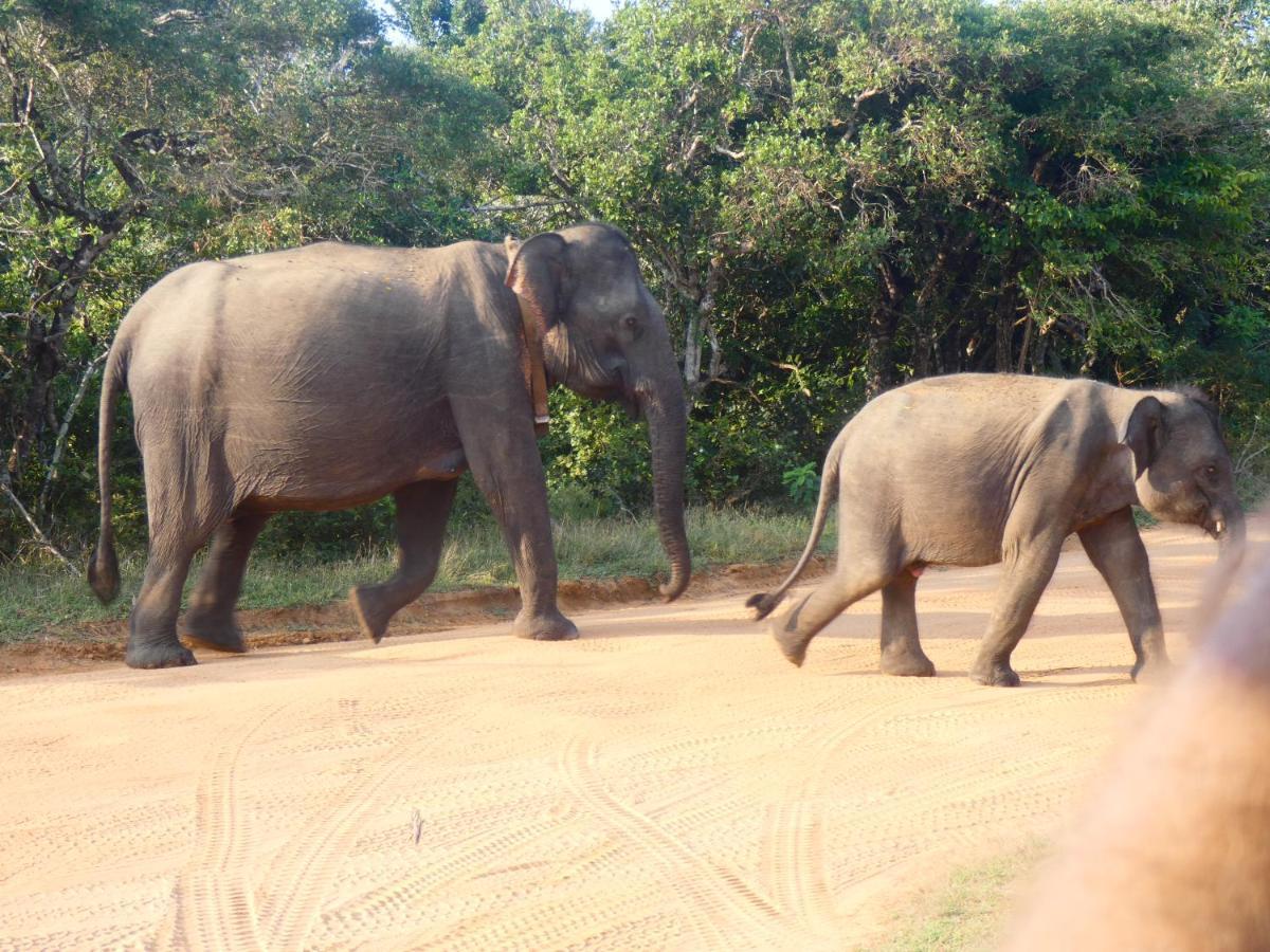 Lavender Home Yala Safari 티사마하라마 외부 사진